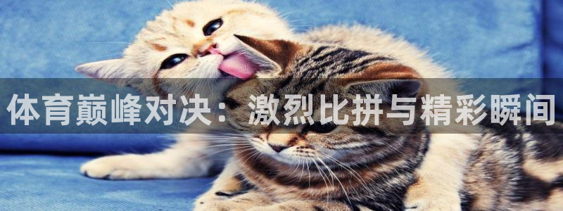 汇赢国际极速版最新版本下载